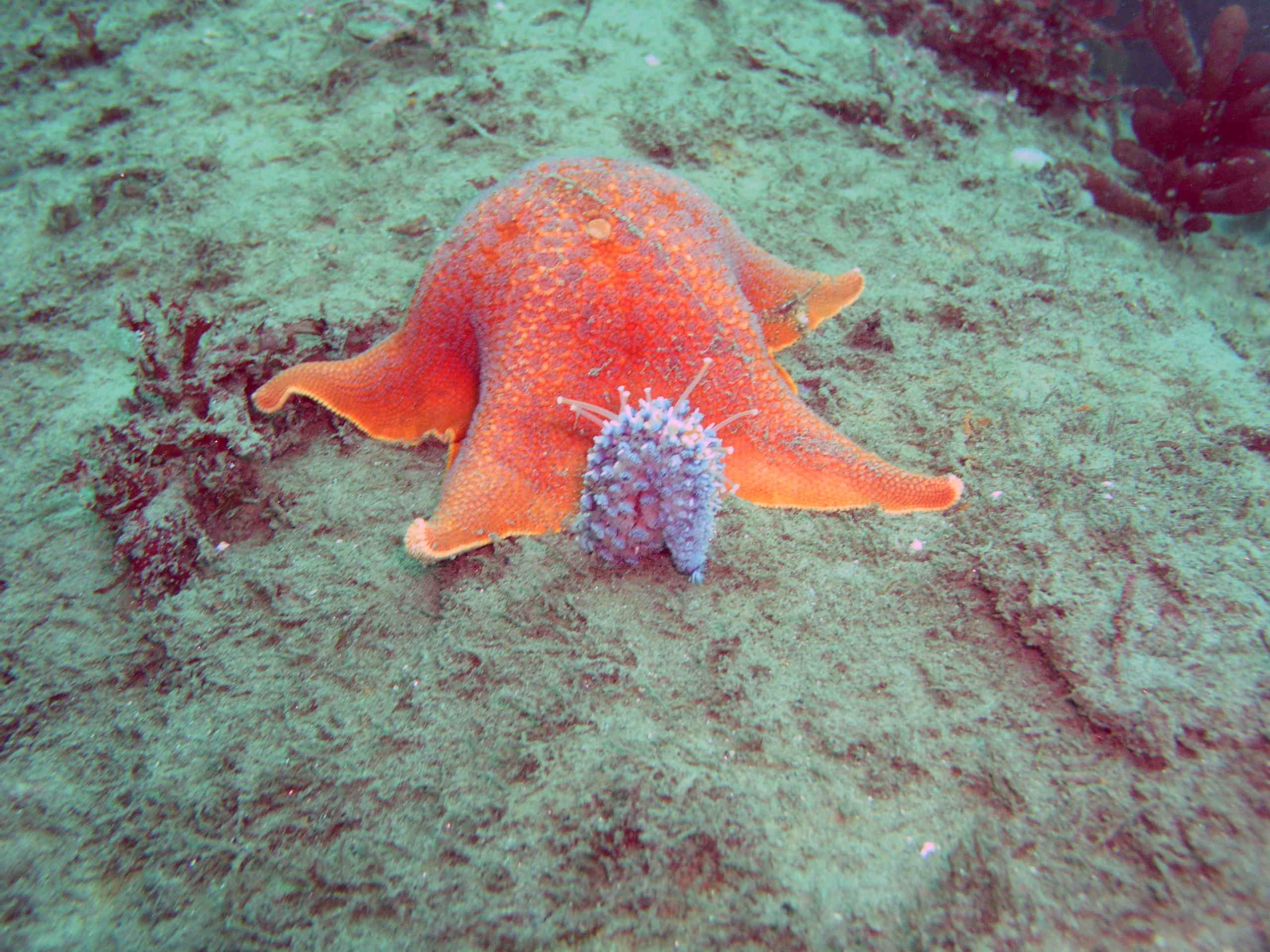 Bat Star with Nudibranch