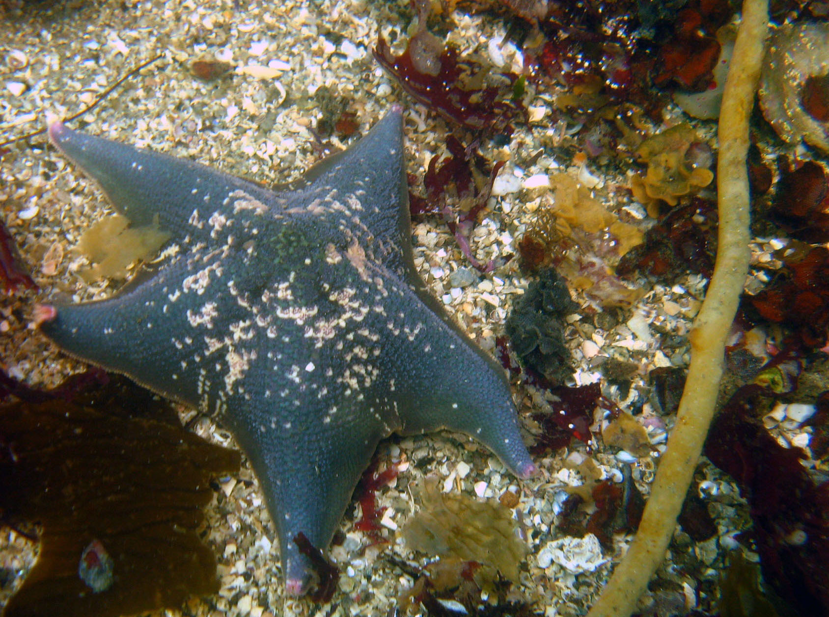 Bat Star