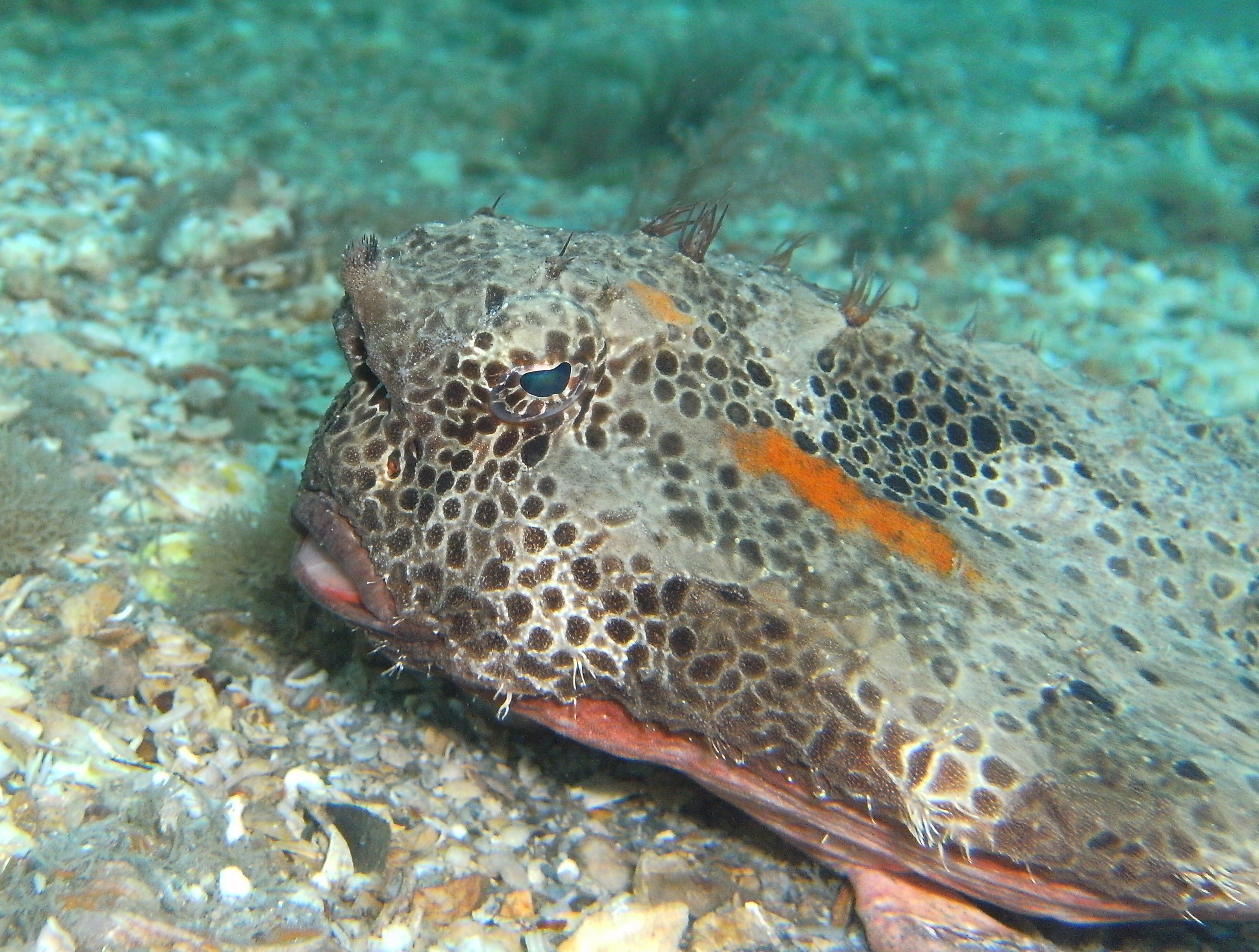 batfish at blue heron bridge ajn 2010