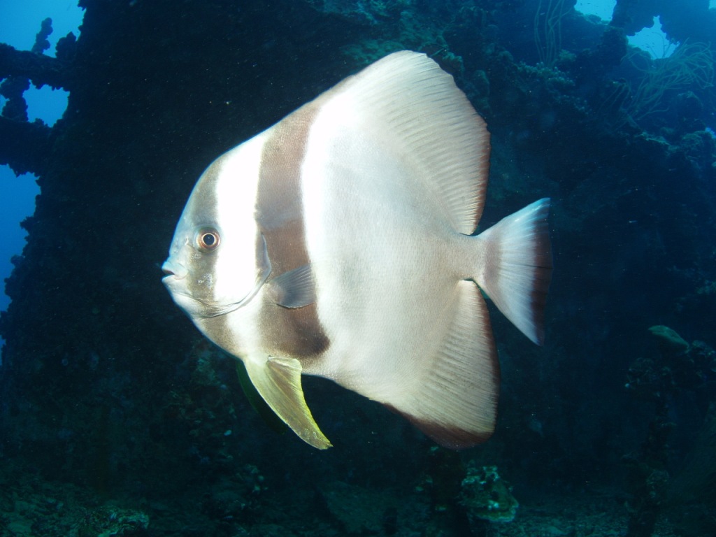 Batfish at Iro Wreck - Palau