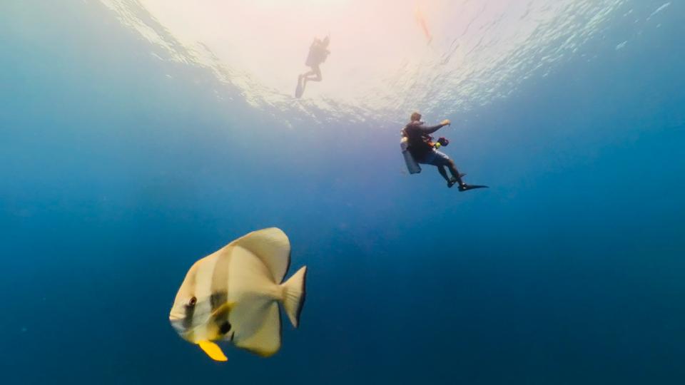 Batfish at safety stop 1.jpg