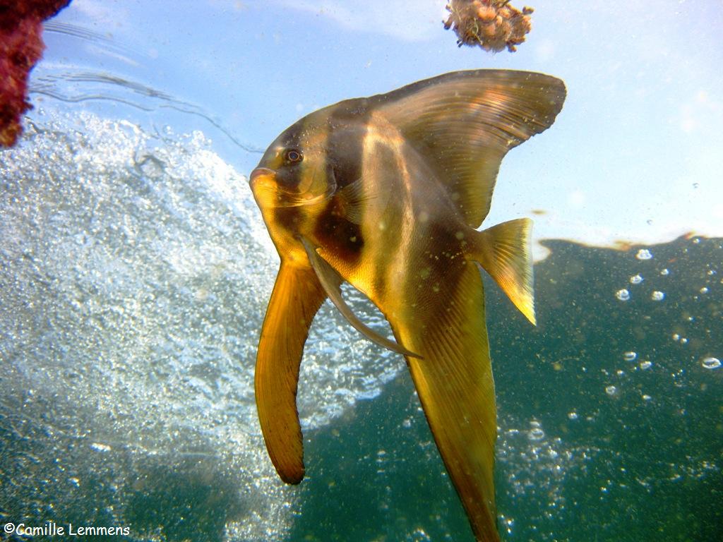 Batfish, Diving in the United Arab Emirates