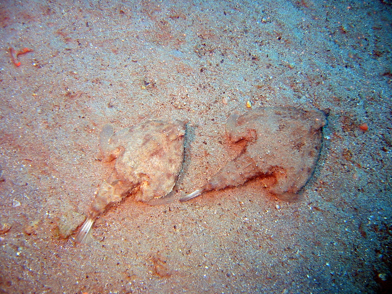 Batfish pair