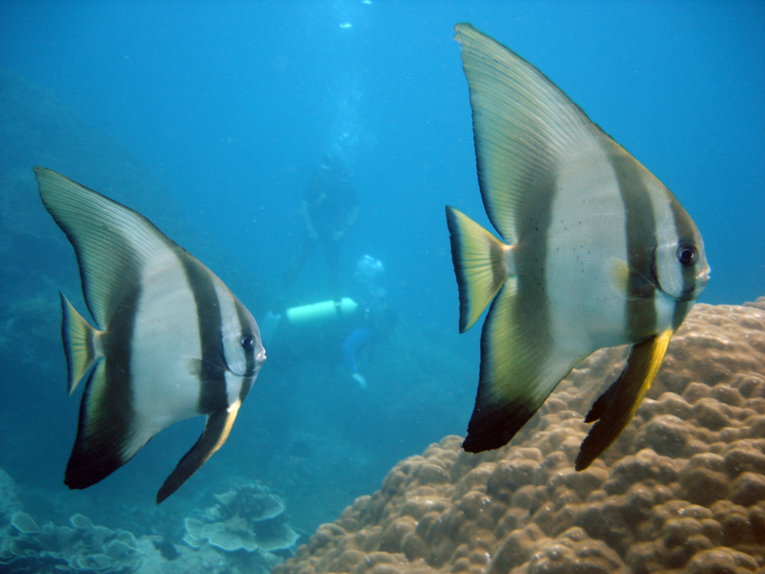 Batfish, Perhentian Islands