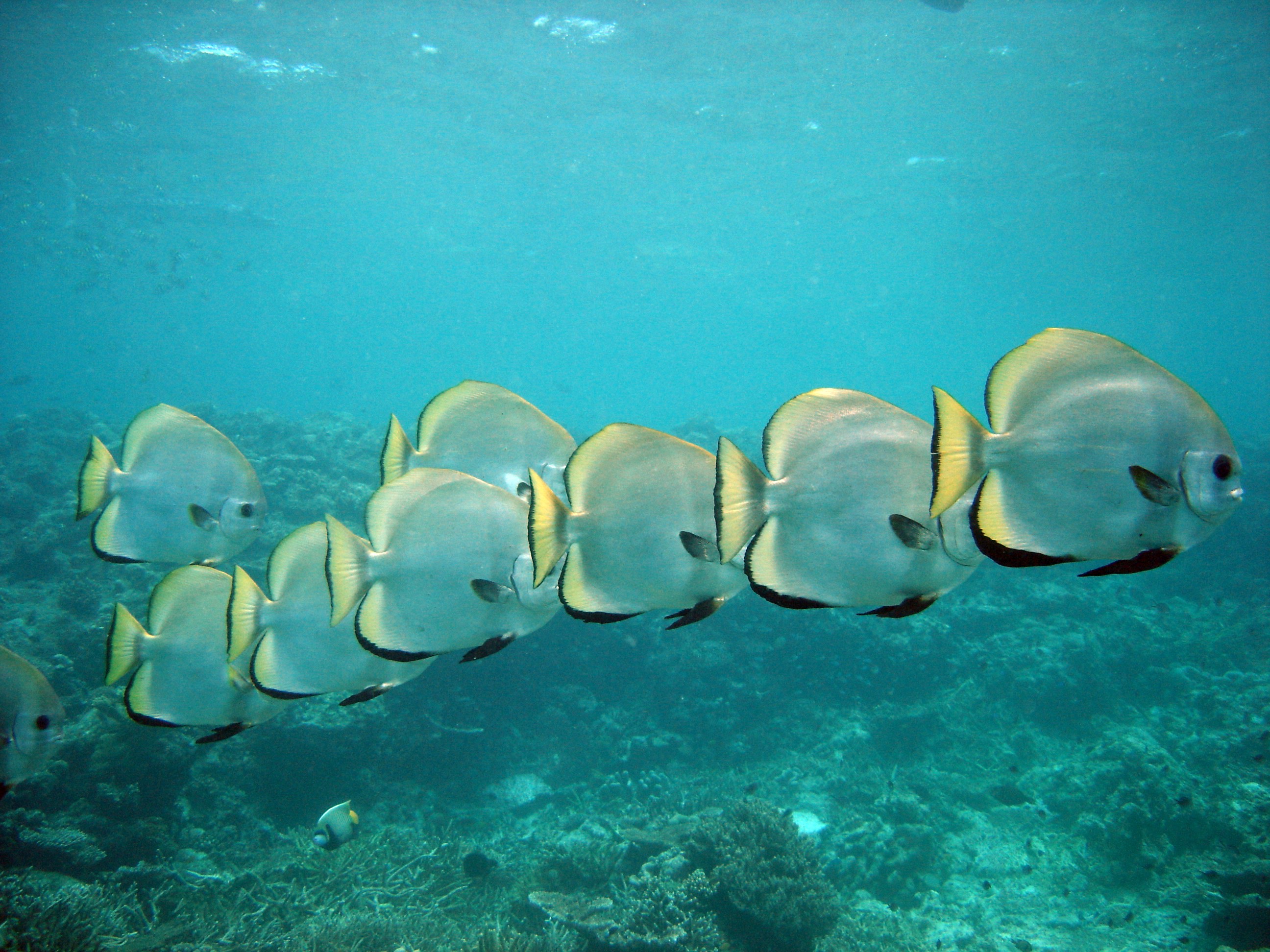 Batfish, Perhentians