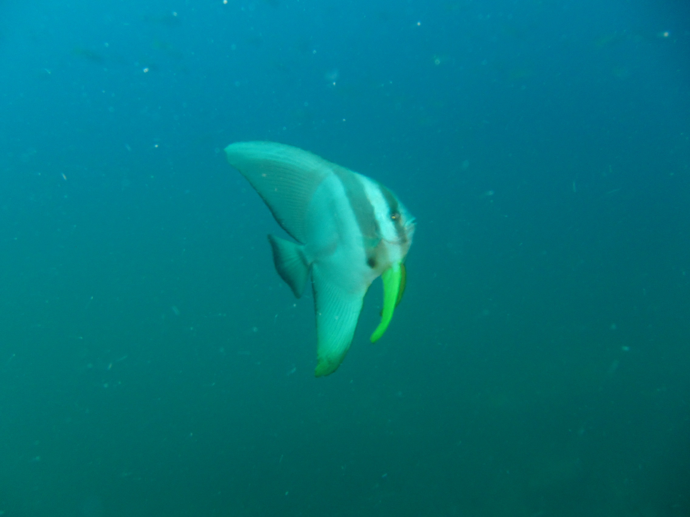 BatFish