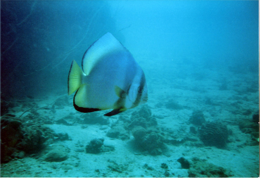 batfish