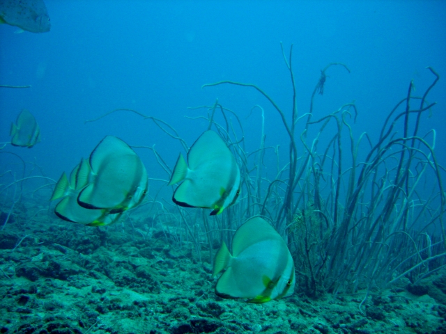 batfish