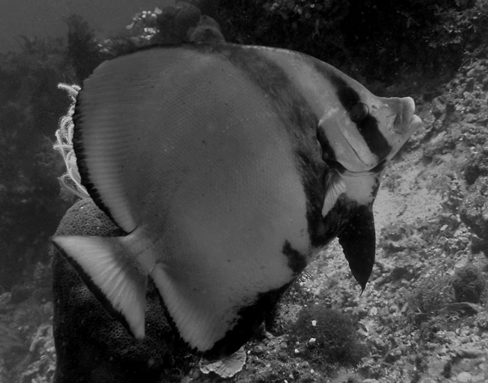 Batfish