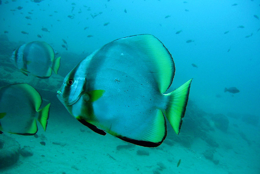 Batfish