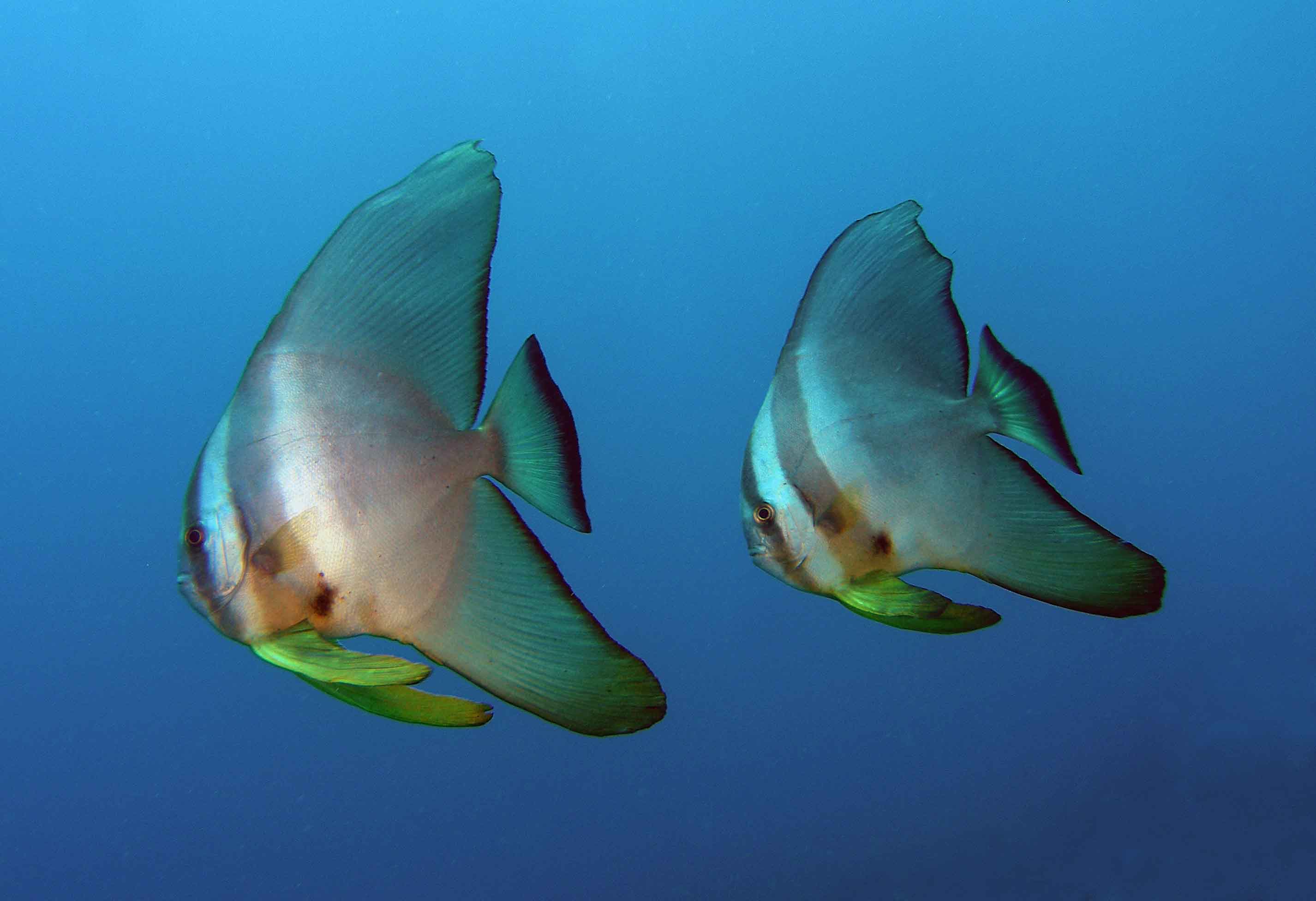 BATFISH