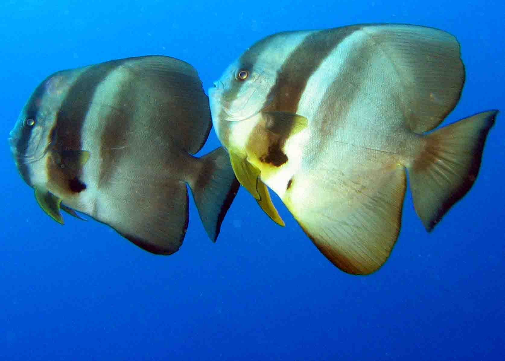 Batfish