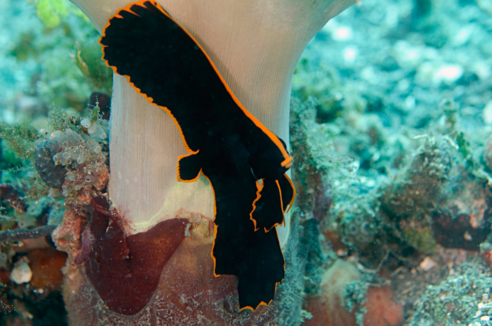 batfish16