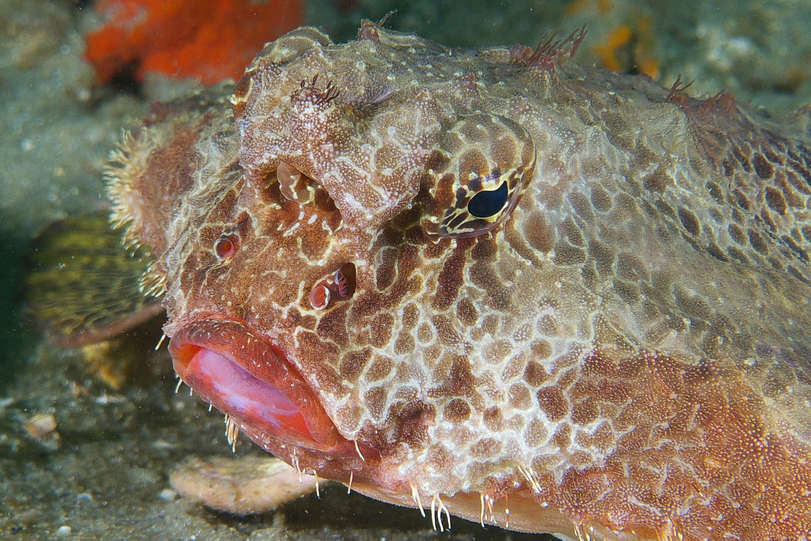 batfish_2011_06_70