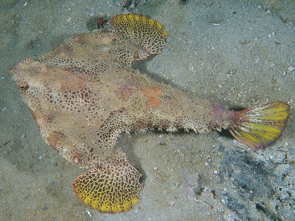 Batfish_2011_06_71