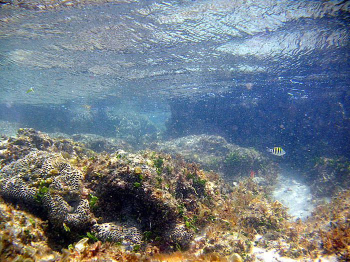 Bathtub Reef