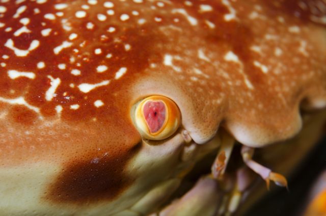 Batwing Coral Crab