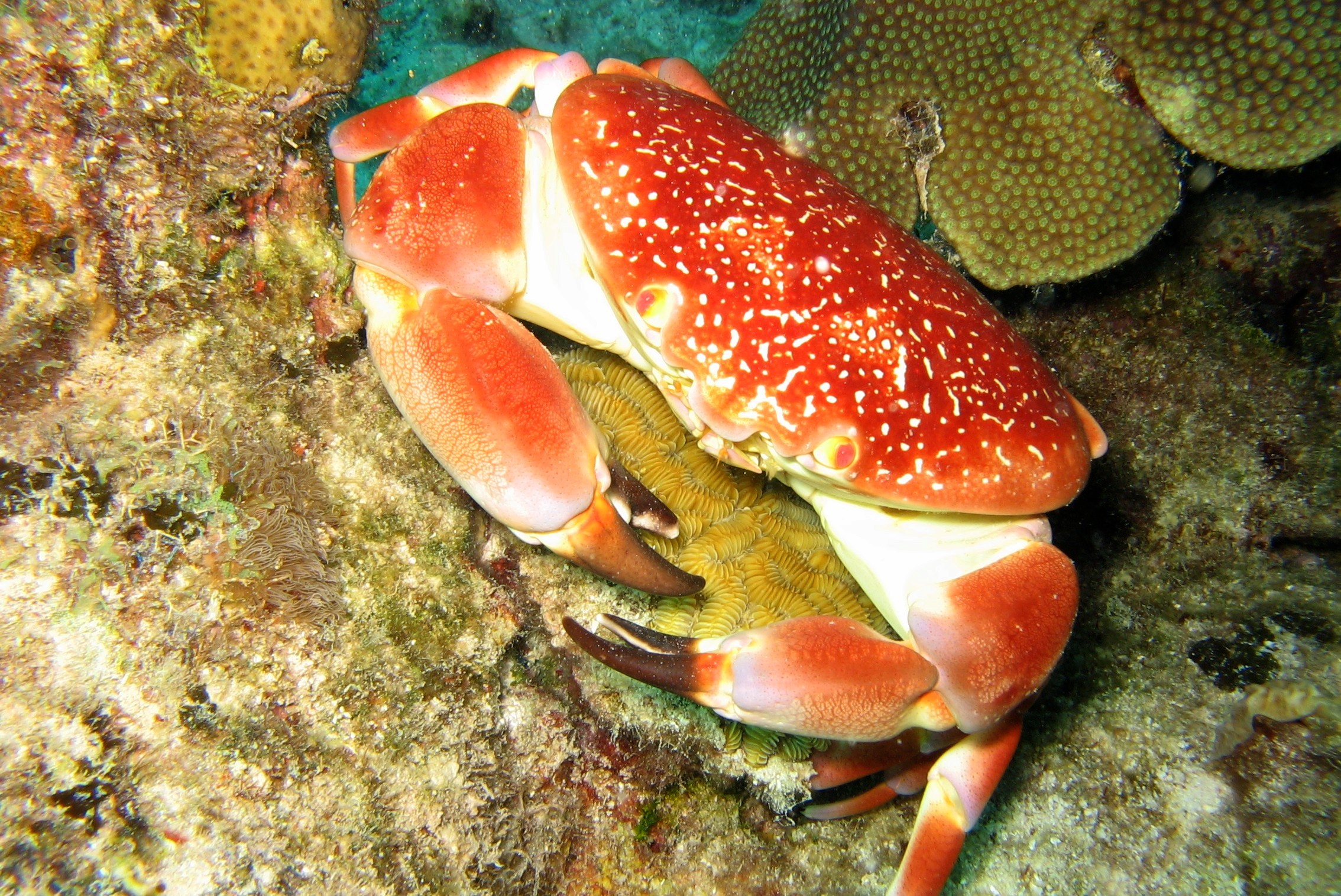 Batwing Coral Crab