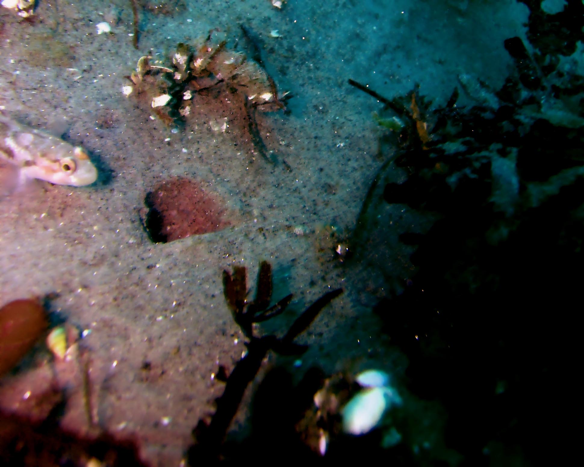 Bay goby and burrow