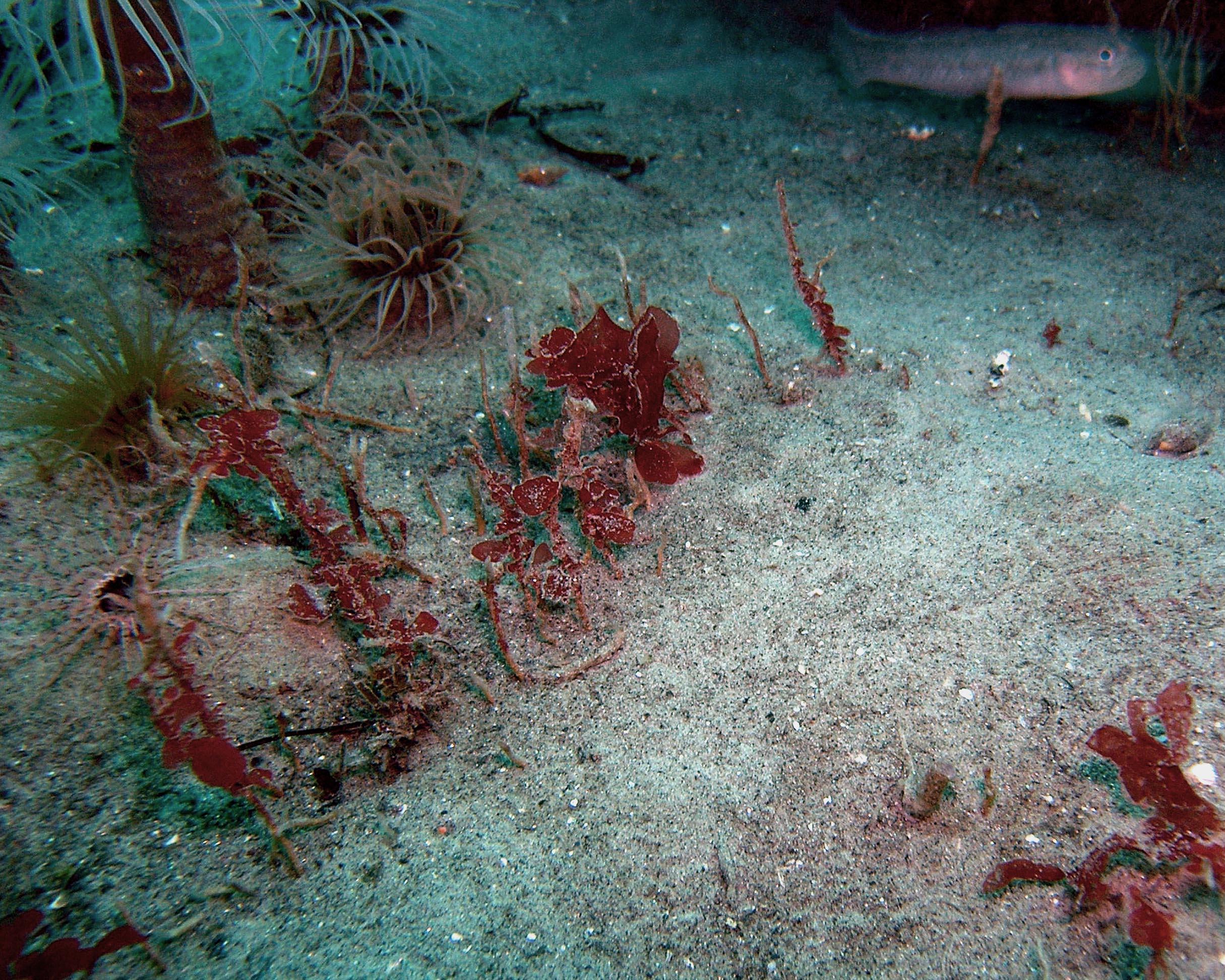 Bay goby