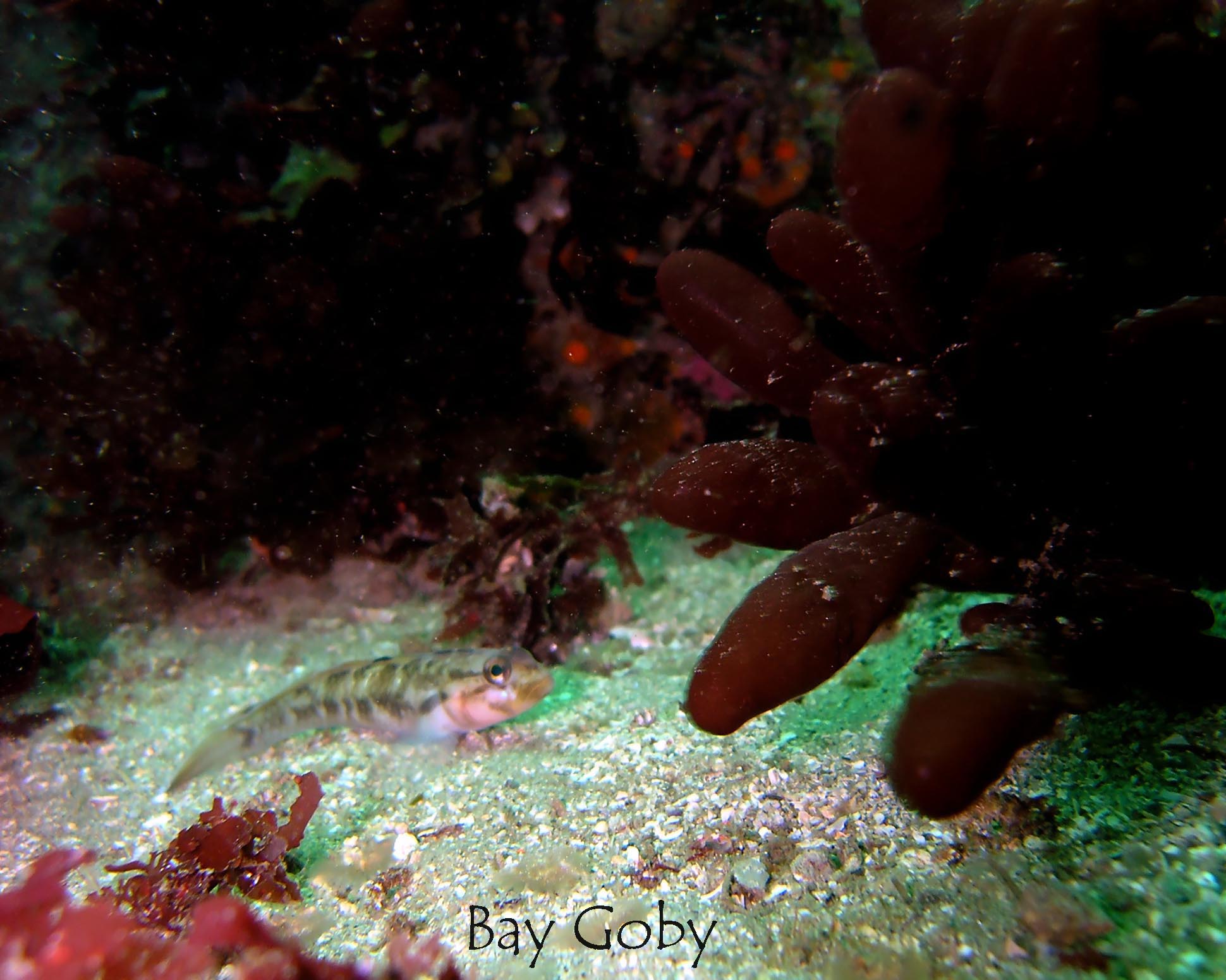 Bay Goby