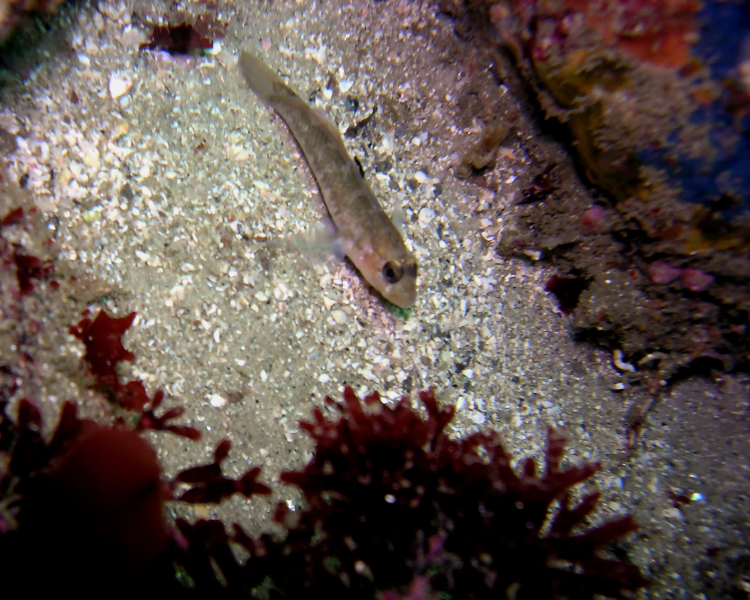 Bay Goby