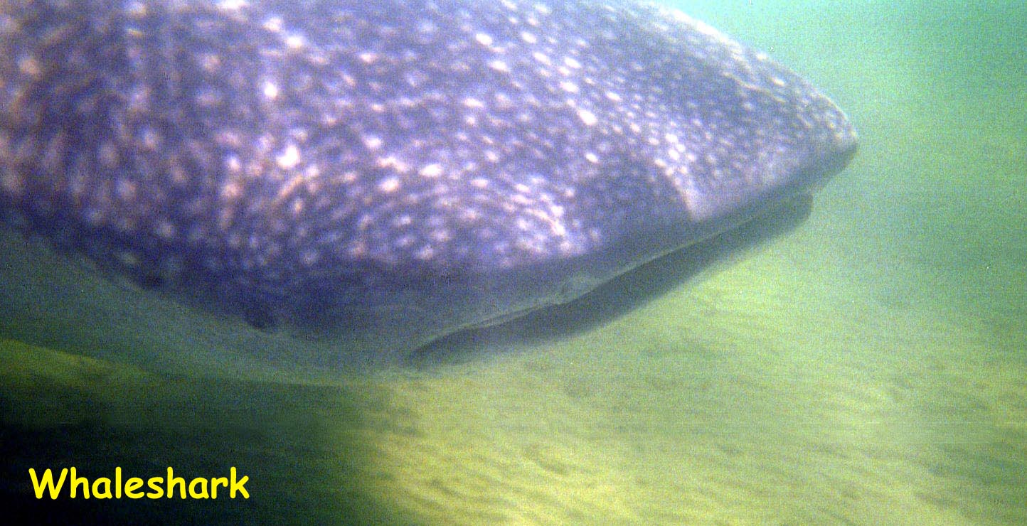 Bay of La Paz, Baja California