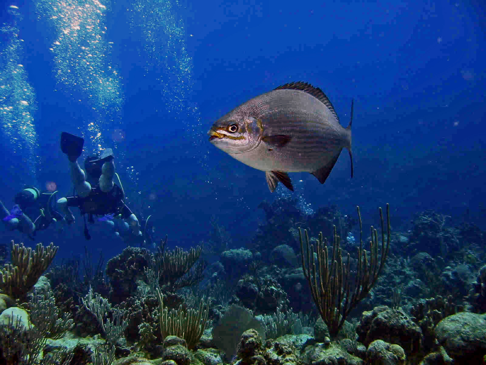 Bay of Pigs Cuba