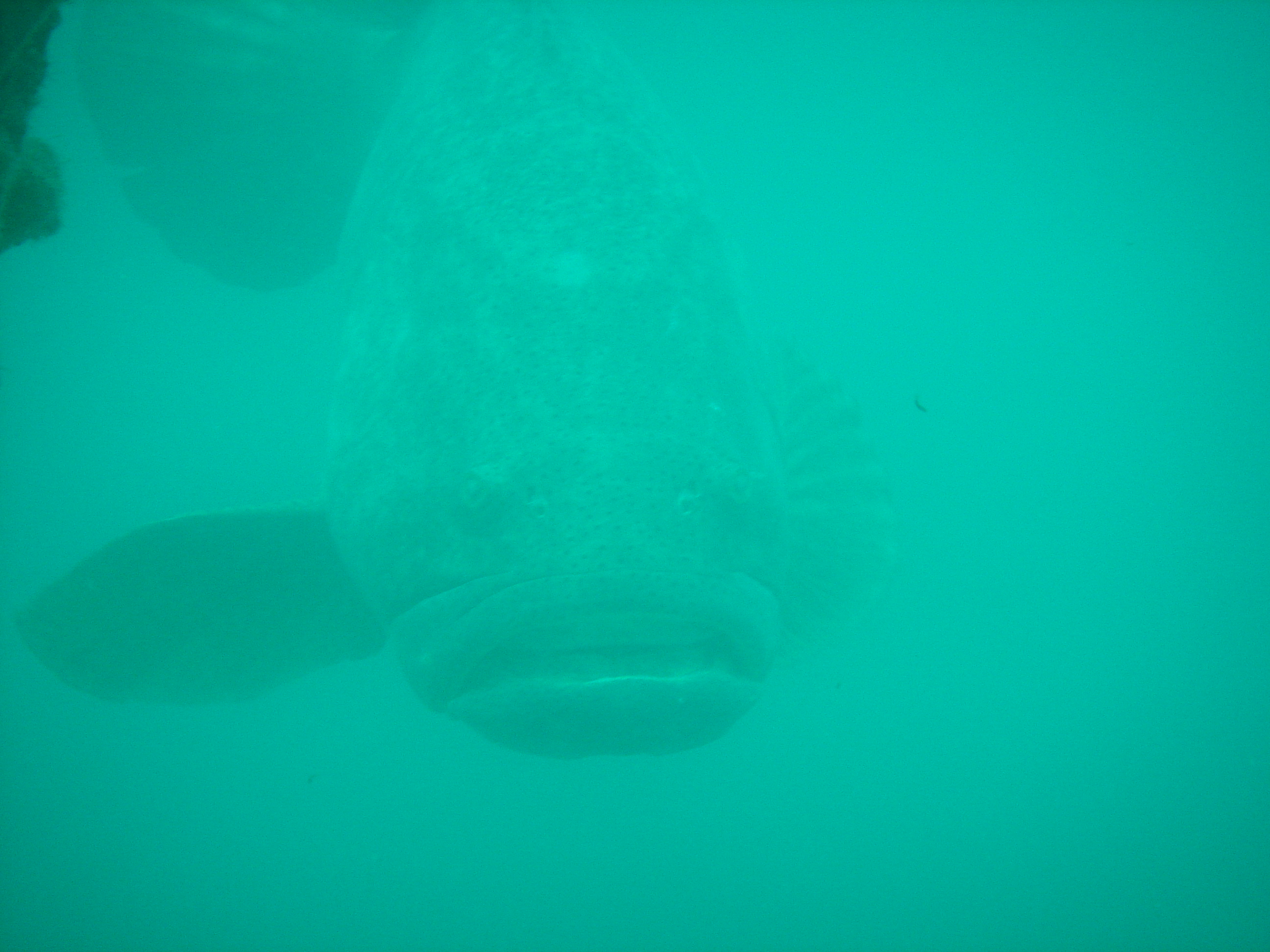 Bayronto 30 July 2005, Goliath Grouper
