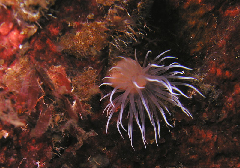 BC anenome