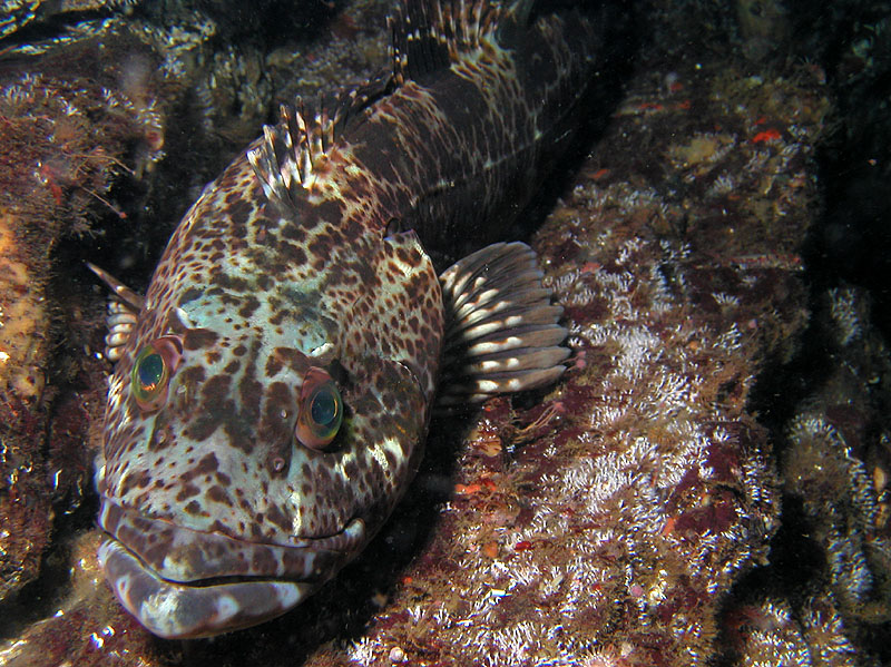 BC Lingcod