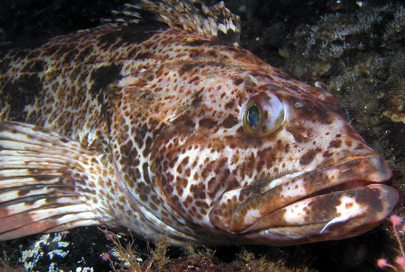 BC Lingcod