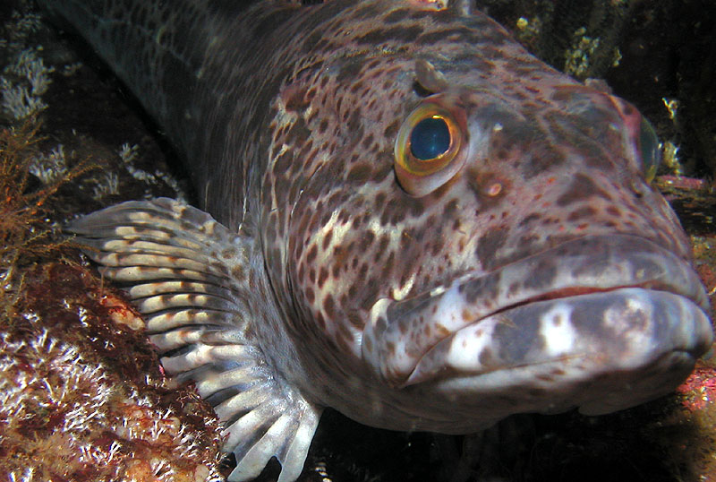 BC Lingcod