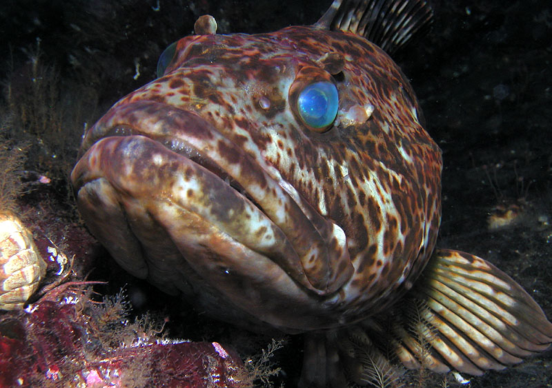 BC Lingcod