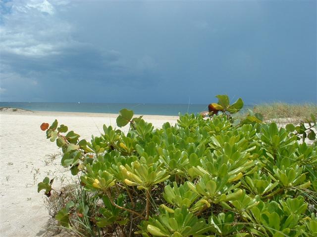 Beach at Lauderdale by the Sea