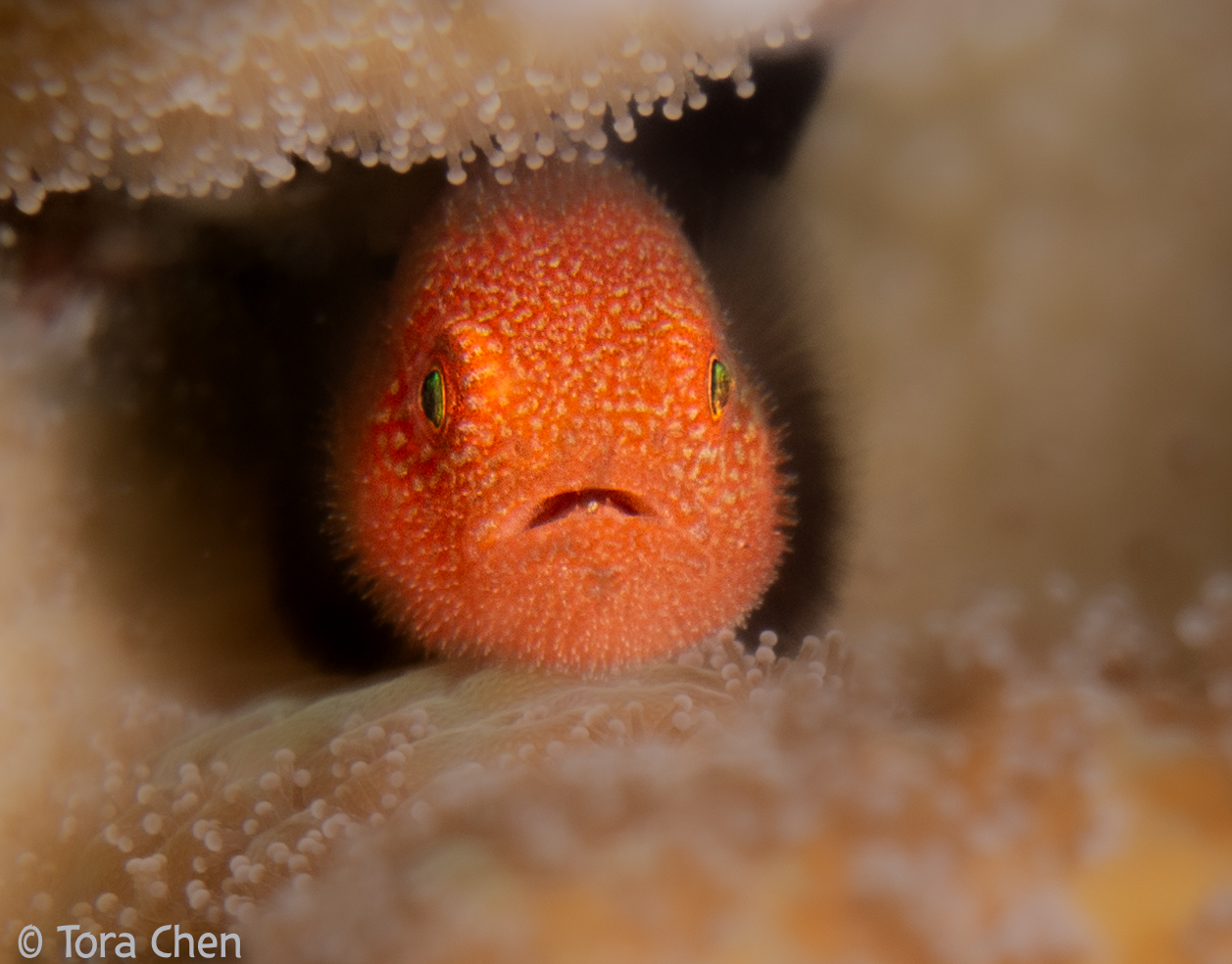 Beard Goby