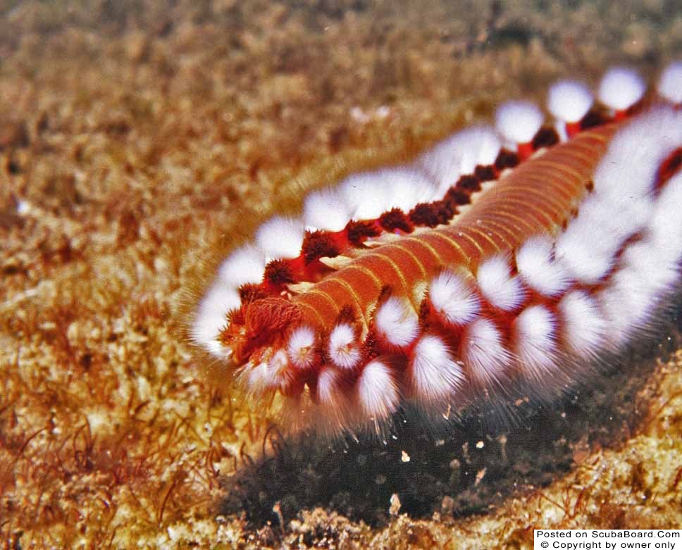 Bearded Fire Worm