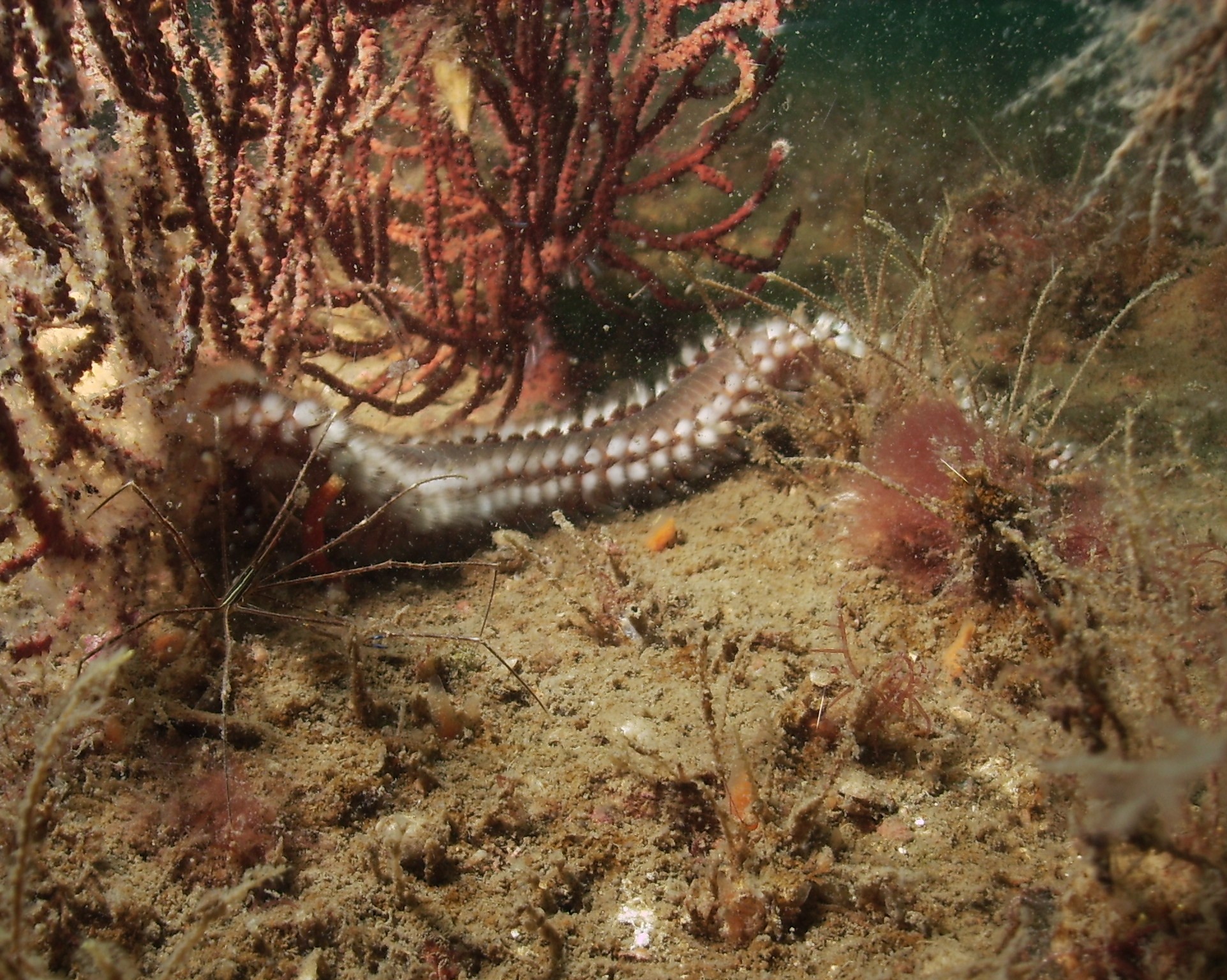 Bearded Fire worm