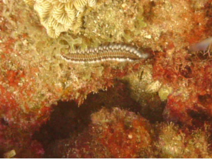 Bearded Fireworm (Hermodice carunculata)