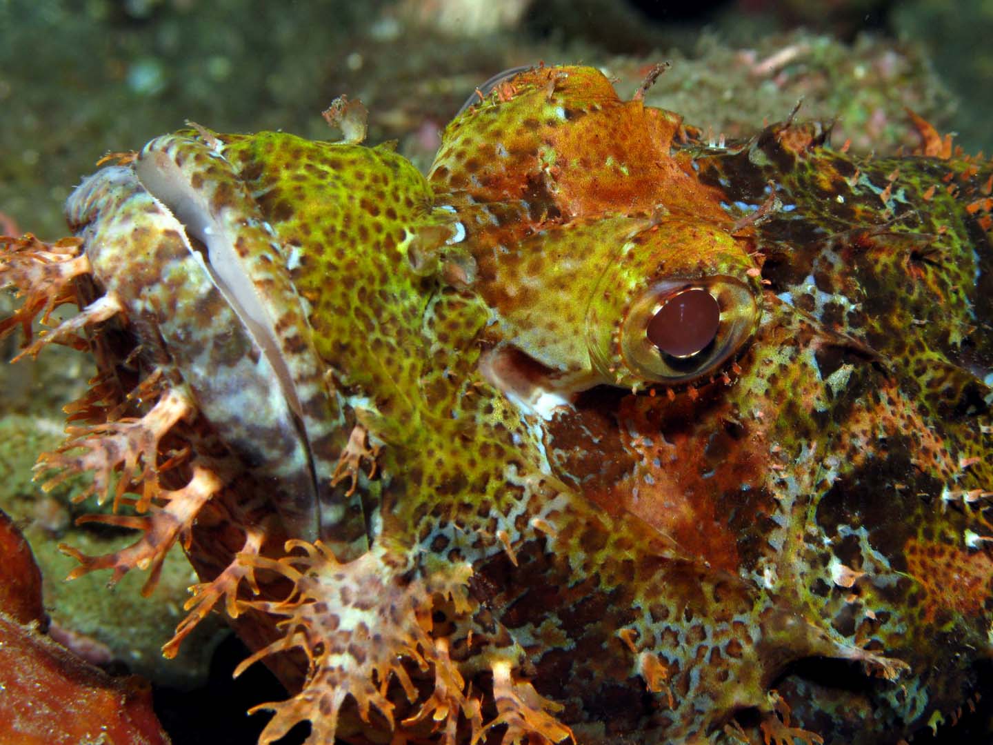 Bearded Lion  Fish - Scorpaenopsis