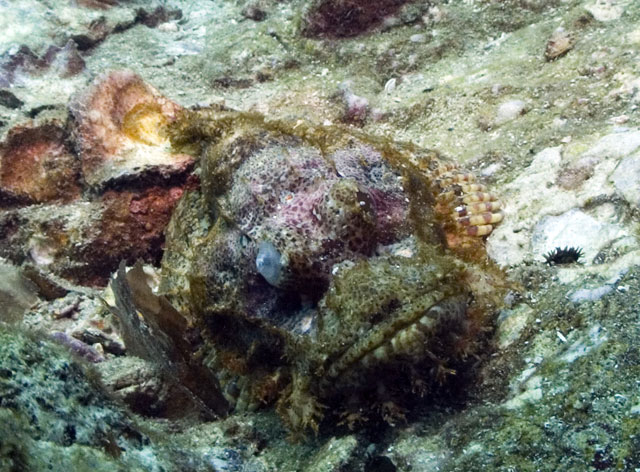 Bearded-Scorpionfish