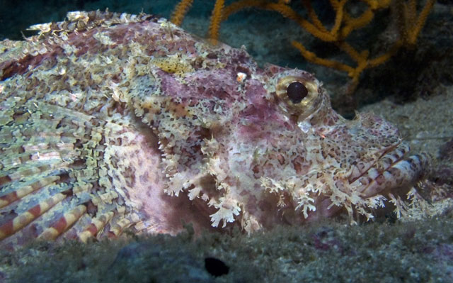 Bearded-Scorpionfish