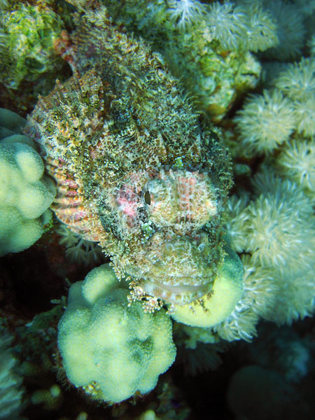 Bearded Scorpionfish