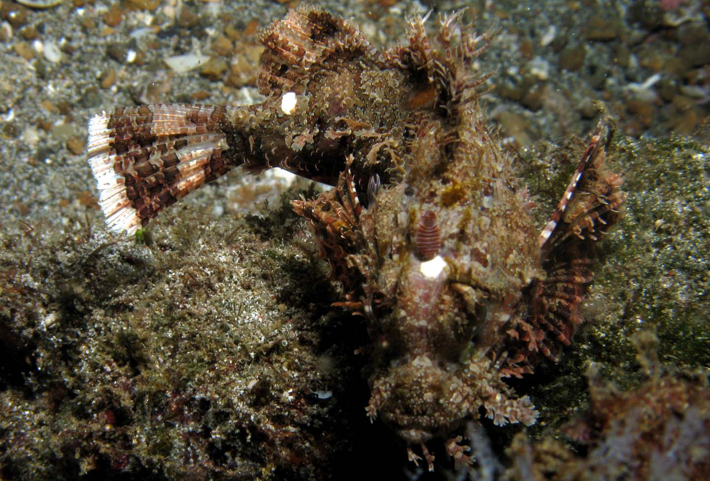 Bearded_lionfish