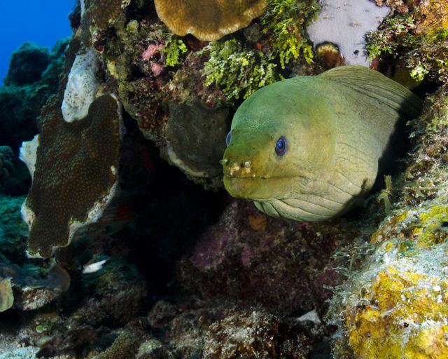 Beautiful Green Moray