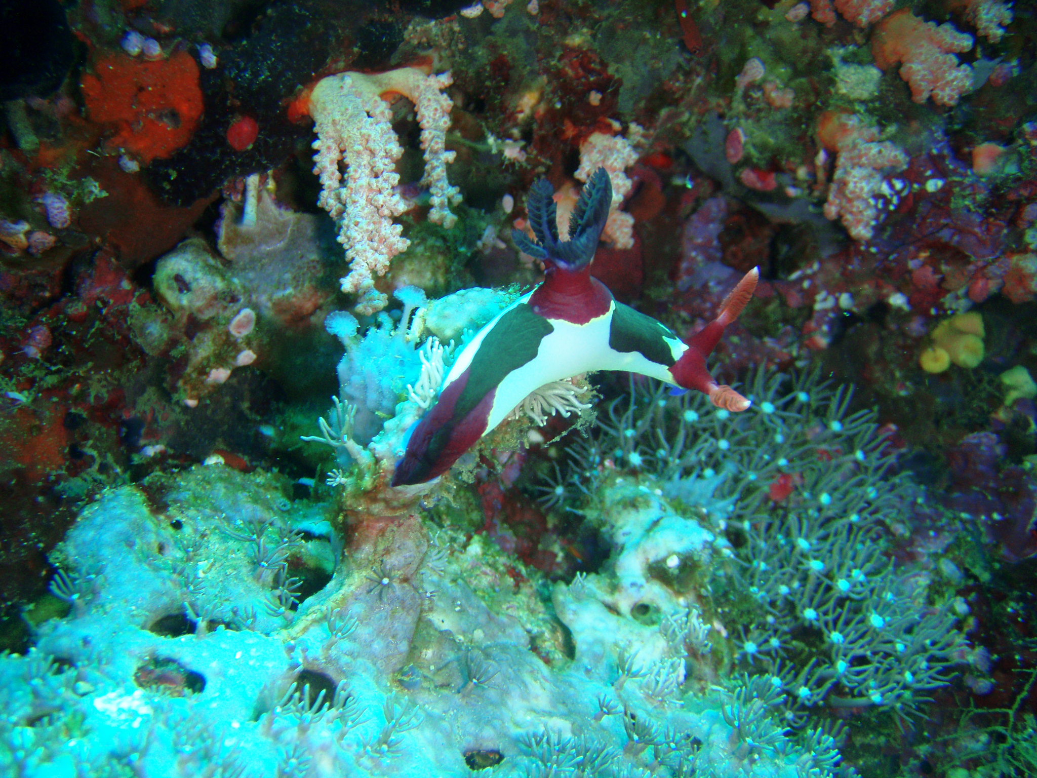 Beautiful Nudi