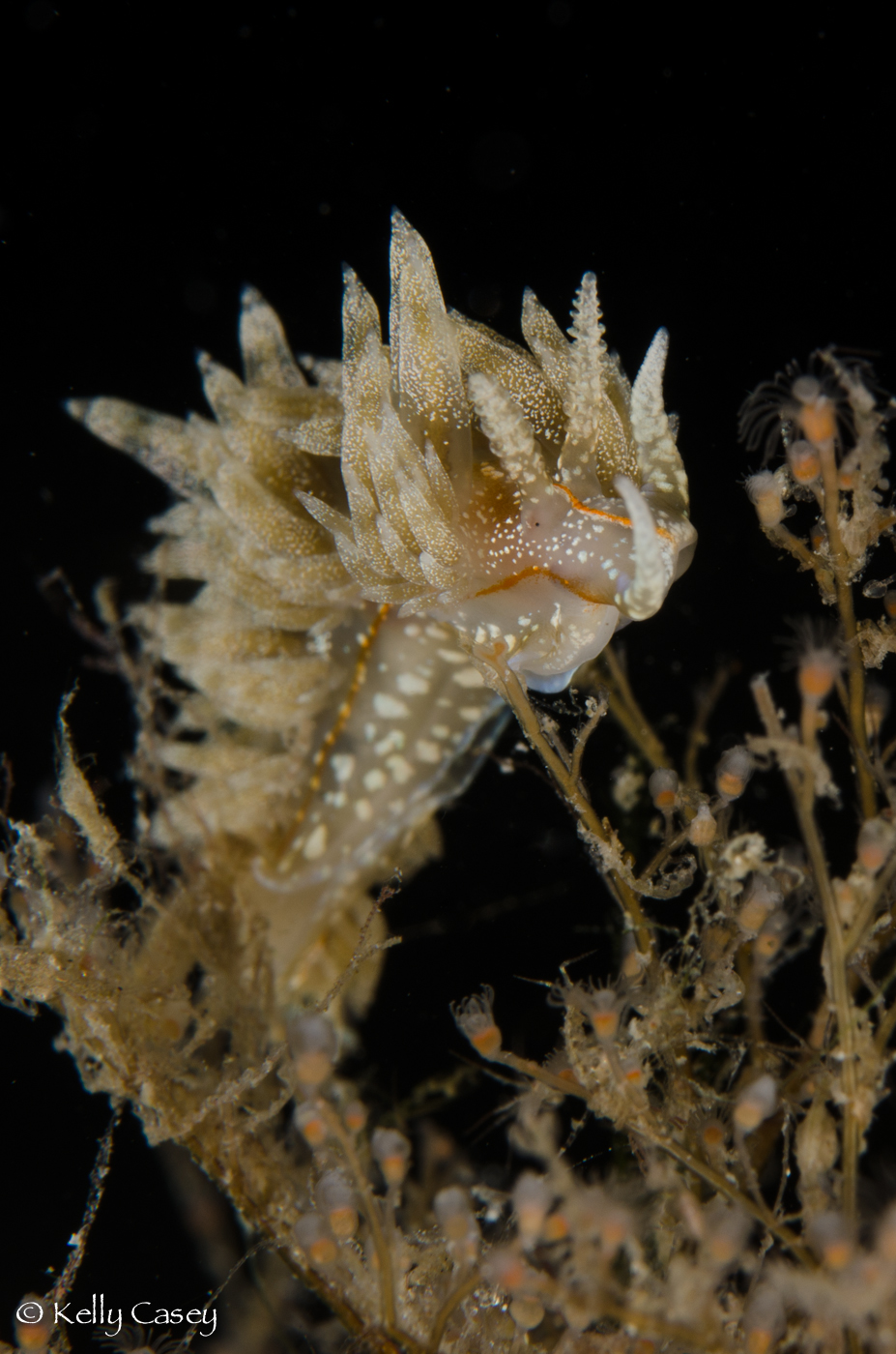 Beautiful Nudi