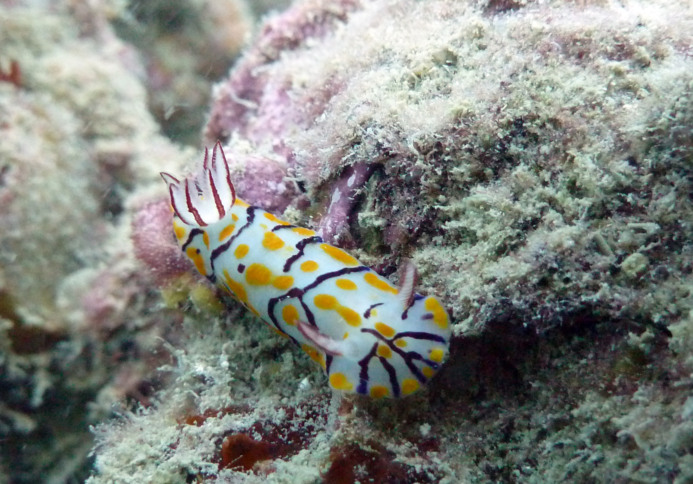 Beautiful Nudibranch