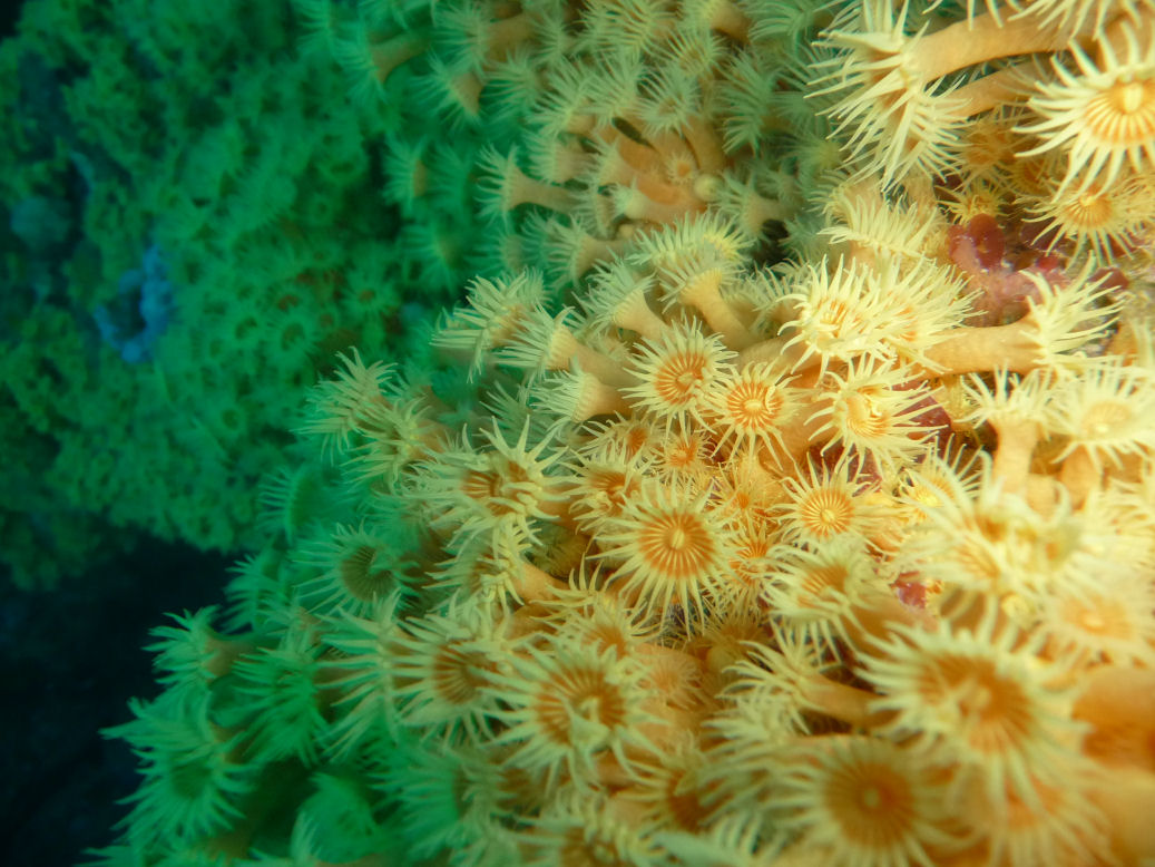 Beautiful zoanthids