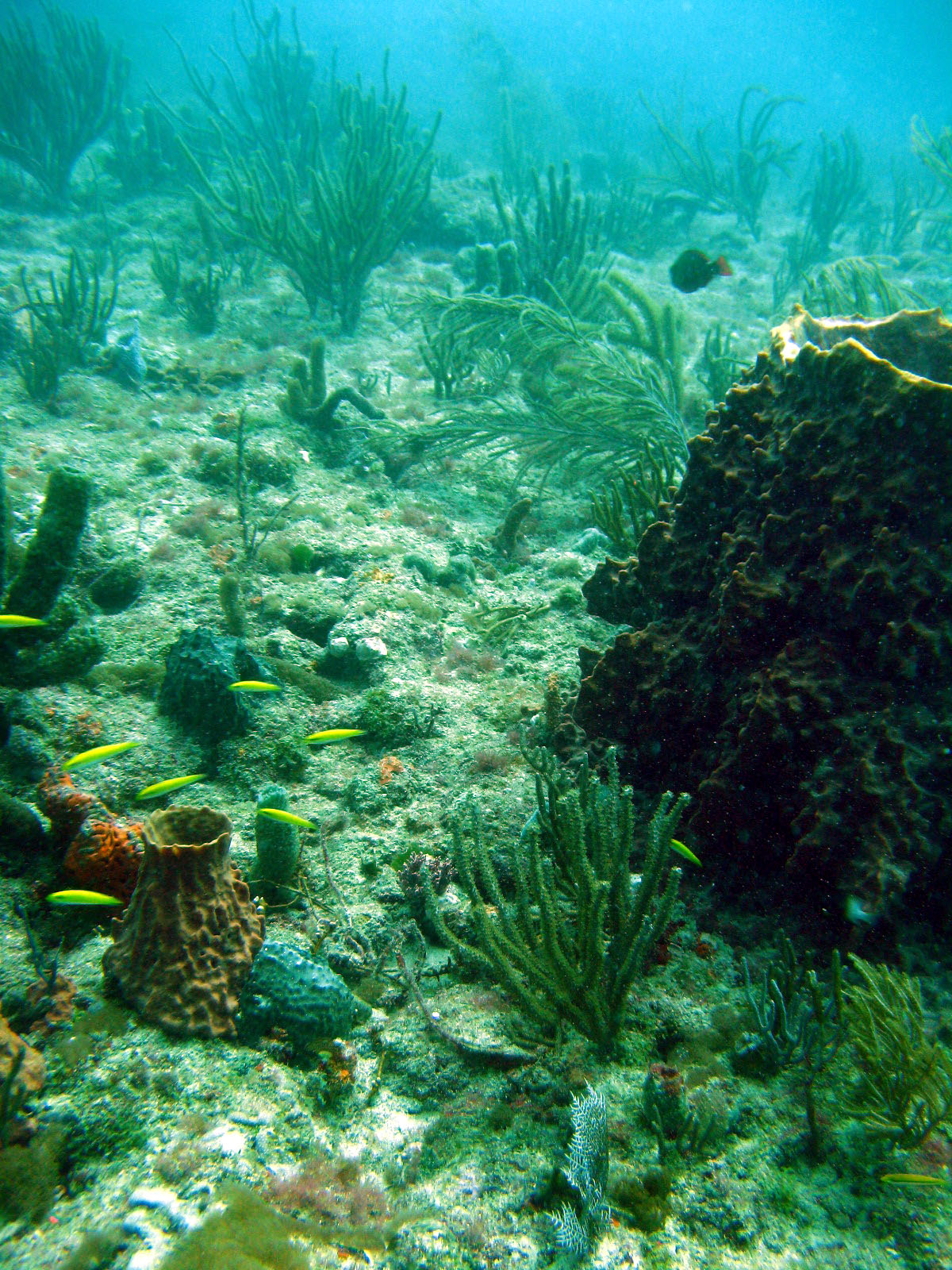 Beautiful_Reef_Scene